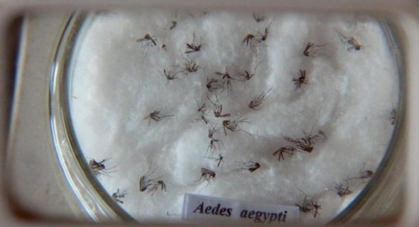O comprimido, colocado em um recipiente com água, inviabiliza o criadouro do mosquito por um período de 60 dias. Foto: Arquivo/Agência Brasil
