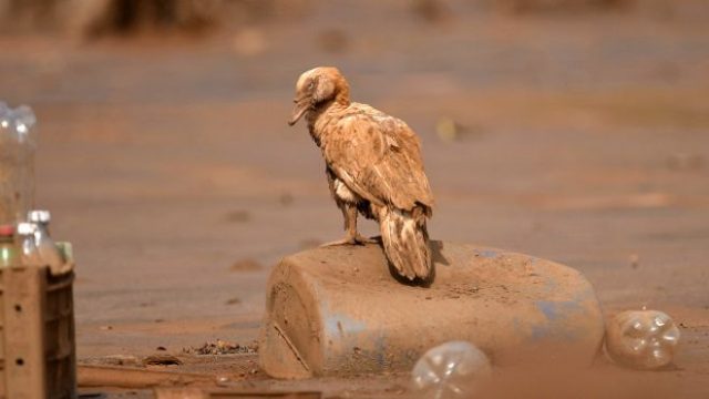 ONU criticou a demora na divulgação de informações sobre os riscos gerados pelos bilhões de litros de lama vazados. Foto: AFP/Reprodução/BBC Brasil