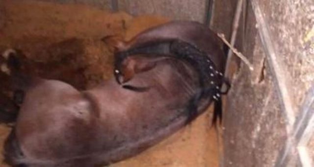 Em sua página do Facebook, o Haras Caraíbas, responsável pelo cavalo, reclama da estrutura do evento (Foto: Reprodução / Facebook)