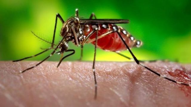 Ministério confirmou a relação do zika vírus com o surto da microcefalia no Nordeste. Foto: snowatsoho.tumblr.com.