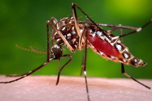Primavera favorece ainda mais favorável a reprodução do mosquito aedes aegypti, transmissor das doenças. Foto: jornalggn.com.br.