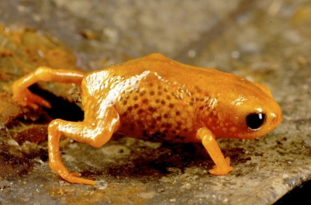 Brachycephalus leopardus (Luiz Fernando Ribeiro -Fundação Grupo Boticário)- Divulgação