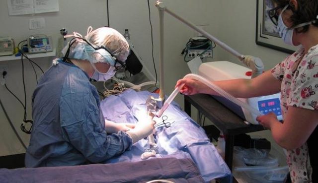 Intervenção é realizada sob anestesia geral. Foto: Divulgação.