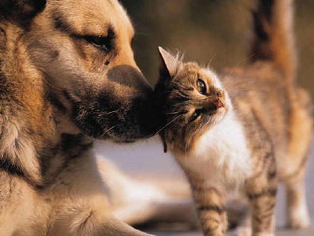 Campanha realizará atendimento clínico gratuito de cadelas e gatas com tumores de mama no próximo dia 17 de outubro. Foto: Reprodução/PetMag
