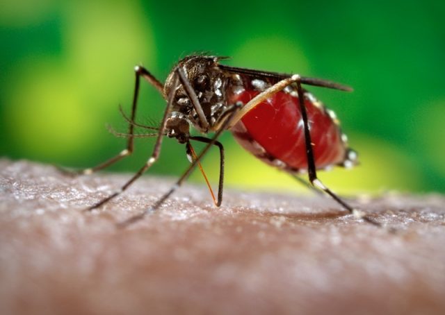 Maior combate ao mosquito transmissor da dengue, zika vírus e chikungunya. Foto: James Gathany.