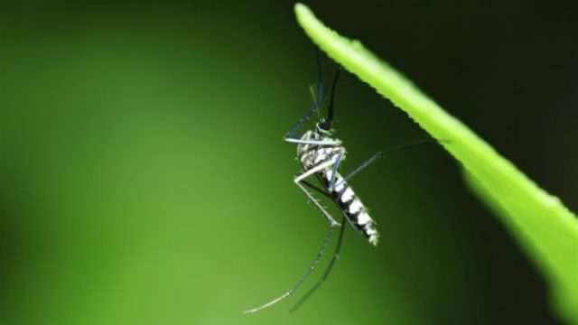 Resistente e adaptável, Aedes aegypti é uma das espécies de mosquito mais difundidas no mundo. Foto: Reprodução/BBC Brasil