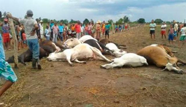 Quinze cabeças de gado morreram em uma fazenda e duas éguas em outras propriedades. Foto: Blog Augusto Urgente.