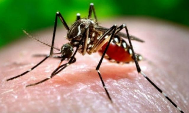Zika é transmitido por mosquito Aedes Aegypti. Foto: orpoeestetica.com.