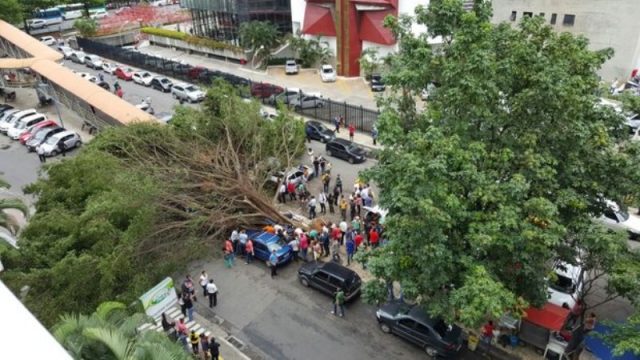 Idosa morre ao ser atingida por árvore que caiu sobre passarela. Foto: Victória Andressa via WhatsApp/Reprodução/Correio