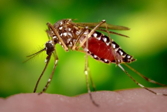 Aedes aegypti o transmissor do Zika Vírus. Foto: campinaspress.com.br.
