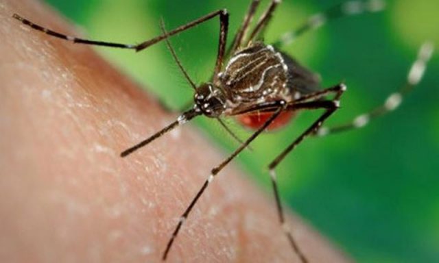 Aedes aegypti é o transmissor da dengue, febre chikungunya e do zika vírus. Foto: redacaobahia.com.