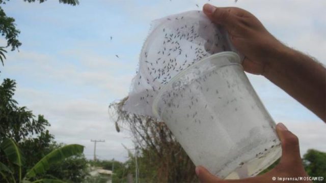 OMS defende uso de mosquito transgênico contra o zika. Foto: Reprodução/Deutsche Welle