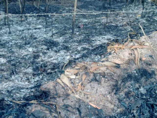 O Corpo de Bombeiros afirma que o incêndio foi iniciado por ação humana, entretanto não há informações sobre suspeitos.  (Foto: Taísa Moura / TV Santa Cruz)