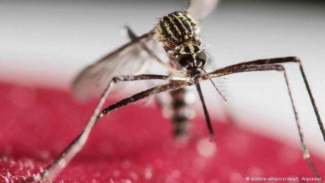 Estudo confirma potencial de bactéria no combate ao zika. (Foto: Reprodução/Deutsche Welle)