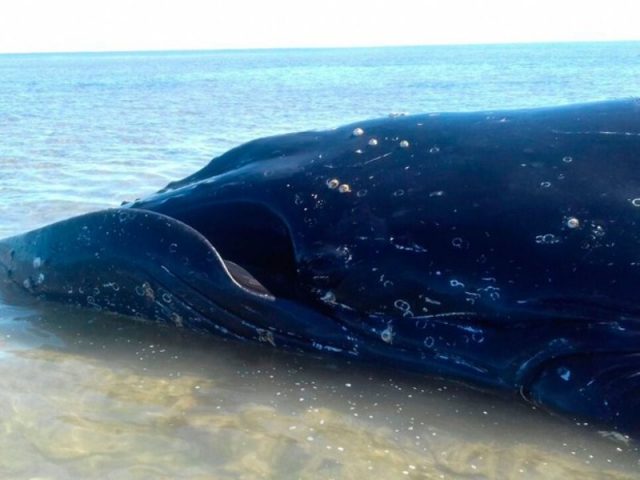 Equipe do Projeto Baleia Jubarte foi encaminhada ao local para tentar resgatar a baleia. Foto: Cristiano Martins/ Abrolhos Sub.