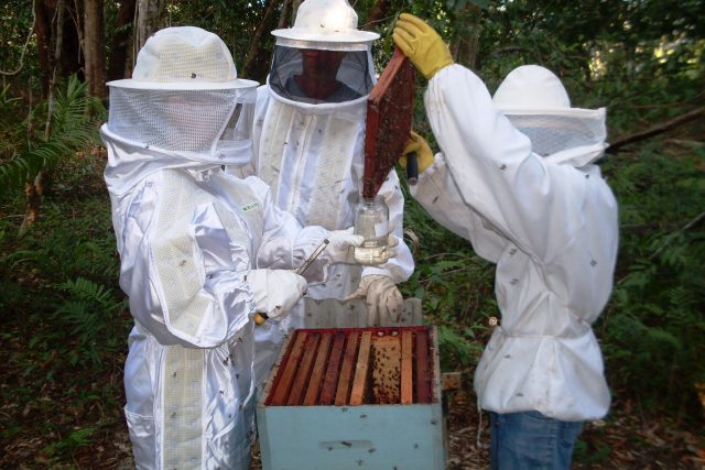 ADAB alerta apicultores sobre o Besouro das Colmeias (Foto: Ascom ADAB)