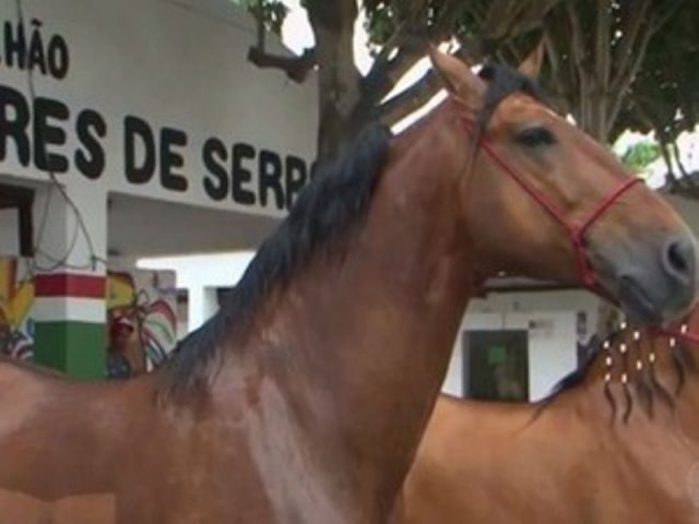 Equino é avaliado em R$ 400 mil, mas não está a venda em evento. Foto: Divulgação/TV Bahia.
