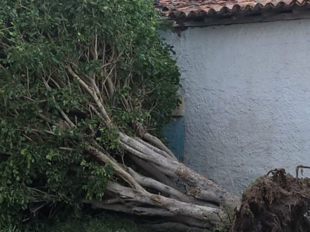 Ventos fortes derrubaram árvores em Tanquinho (Foto: Diego Macedo/TV Subaé)