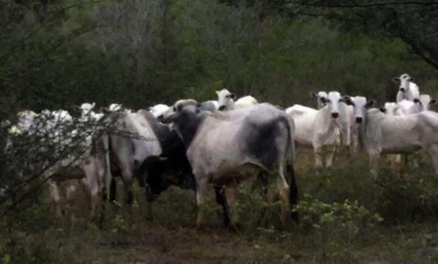 Polícia recupera 36 cabeças de gado roubadas em Mairi (Foto: Divulgação/Polícia Civil)