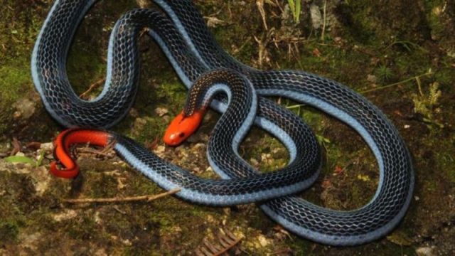 Chamada de "assassina das assassinas", serpente tem cabeça coral e corpo azul (Foto: Reprodução/BBC Brasil)