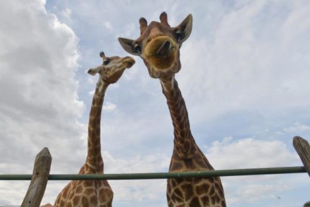 A população mundial de girafas sofreu redução de 40% nos últimos 30 anos, passando de 155 mil em 1985 para pouco mais de 97 mil em 2015 (Foto: Arquivo/EBC)