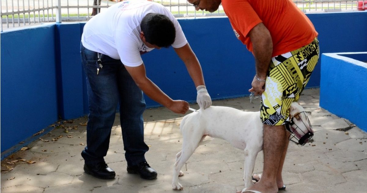 Vacinação antirrábica foi suspensa temporariamente na Bahia — Foto: Prefeitura de Boa Vista/Divulgação