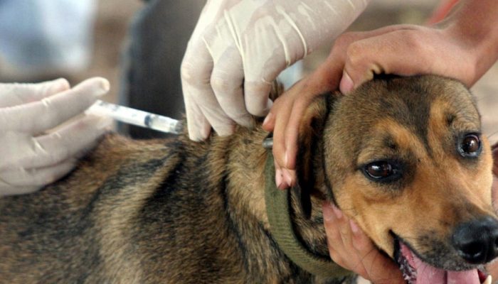 Cães e gatos serão imunizados. Foto: folhadevilhena.com.br.