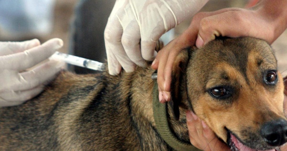 Cães e gatos serão imunizados. Foto: folhadevilhena.com.br.