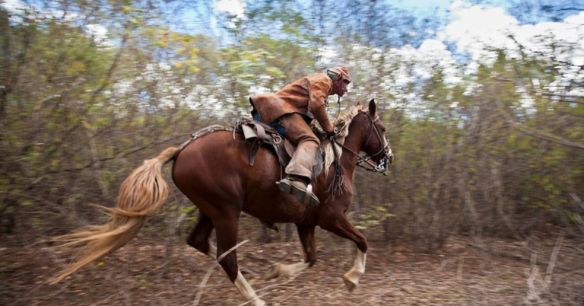 Vaqueiro enfrenta sem medo os perigos da caatinga. Foto: Adri Felden/Argosfoto.