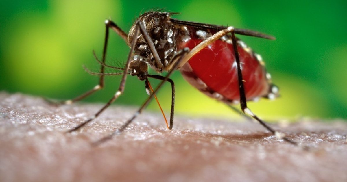 Maior combate ao mosquito transmissor da dengue, zika vírus e chikungunya. Foto: James Gathany.