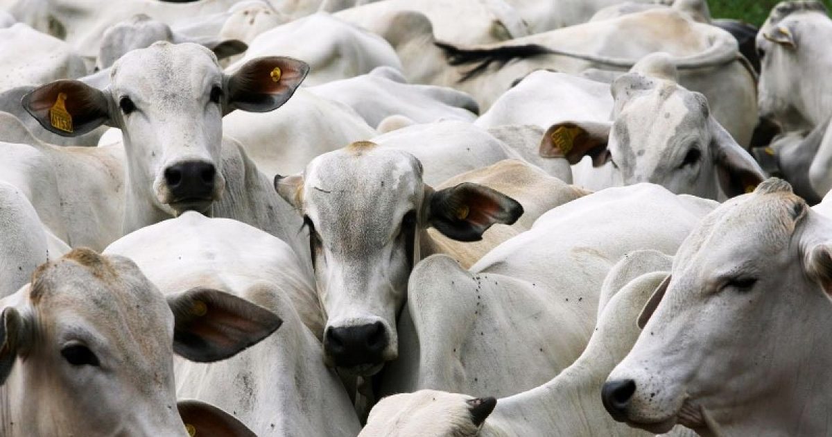 Abate de bovinos teve queda 3,2% em 2016 em relação a 2015. Foto: iepec.com.