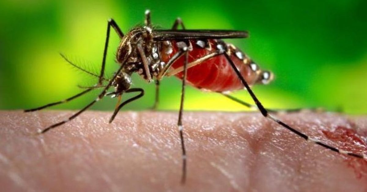 Ministério confirmou a relação do zika vírus com o surto da microcefalia no Nordeste. Foto: snowatsoho.tumblr.com.