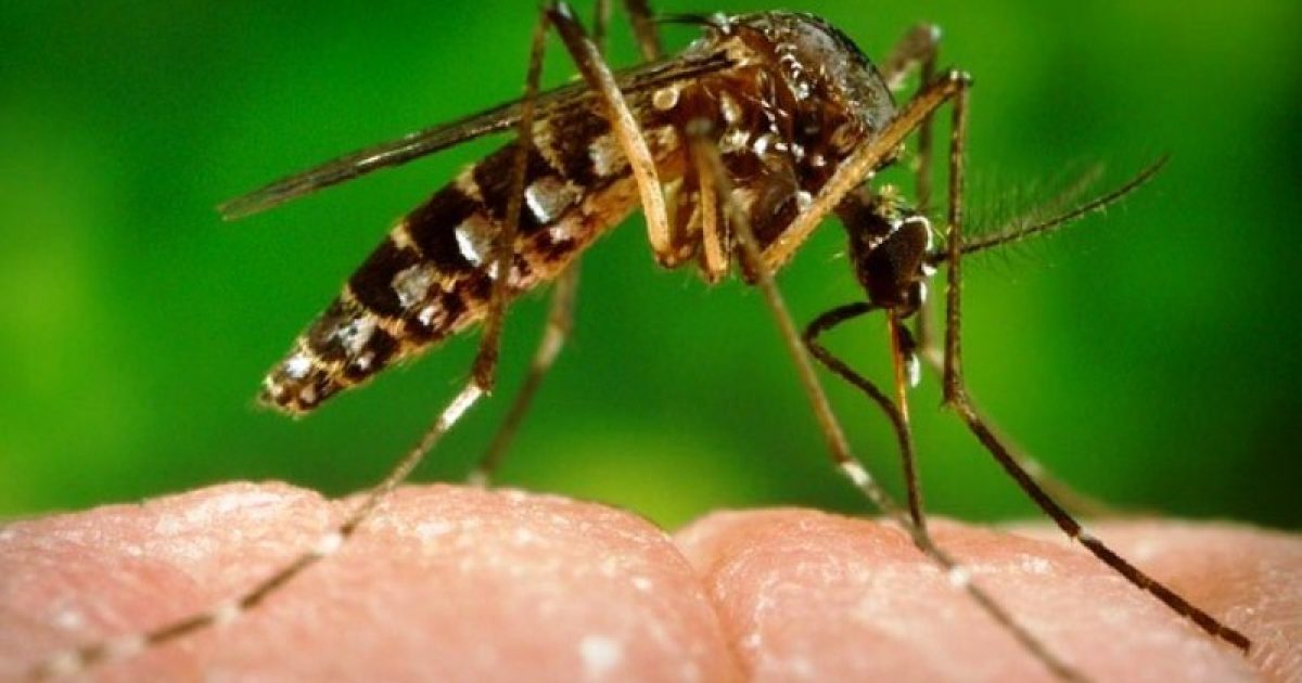 Zika é transmitido por mosquito Aedes Aegypti. Foto: