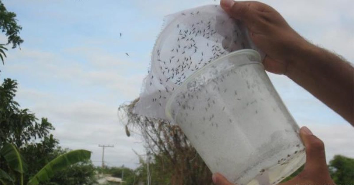 OMS defende uso de mosquito transgênico contra o zika. Foto: Reprodução/Deutsche Welle