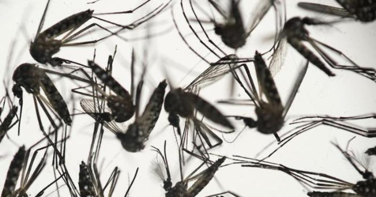 OMS anuncia fim de emergência mundial por zika (Foto: Reprodução/Deutsche Welle)