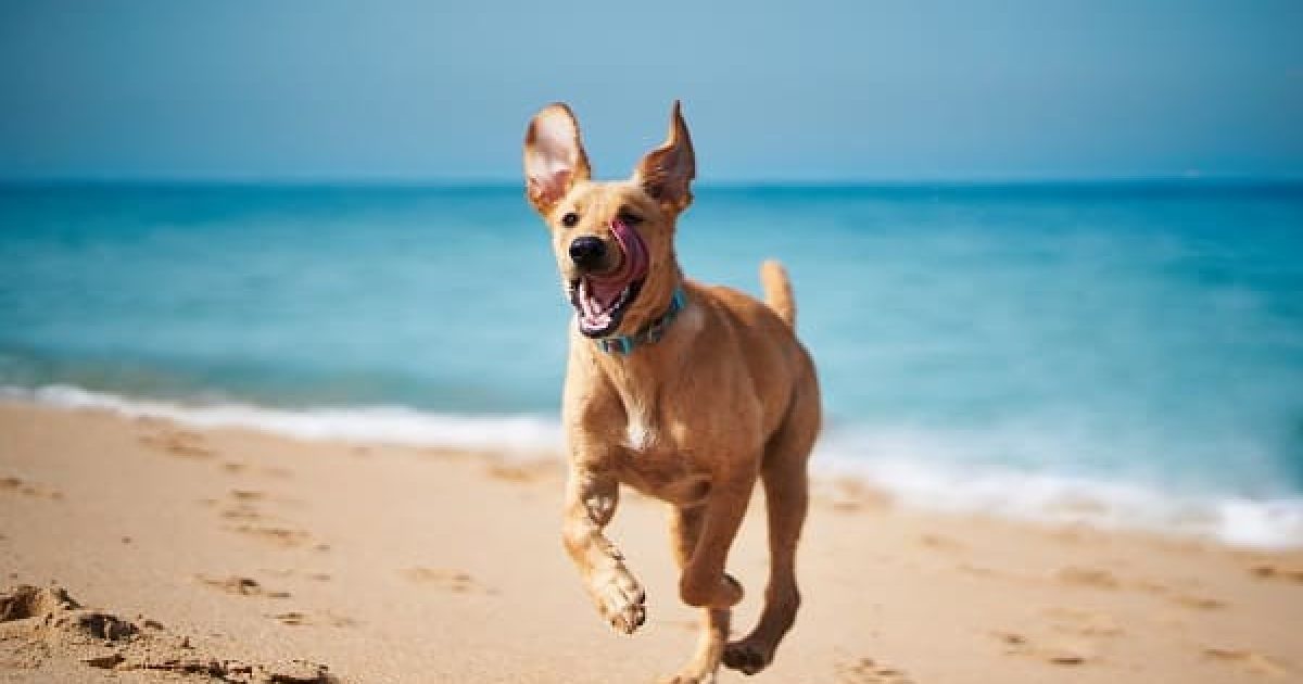 Cachorro-praia-protetor-solar-Petlove