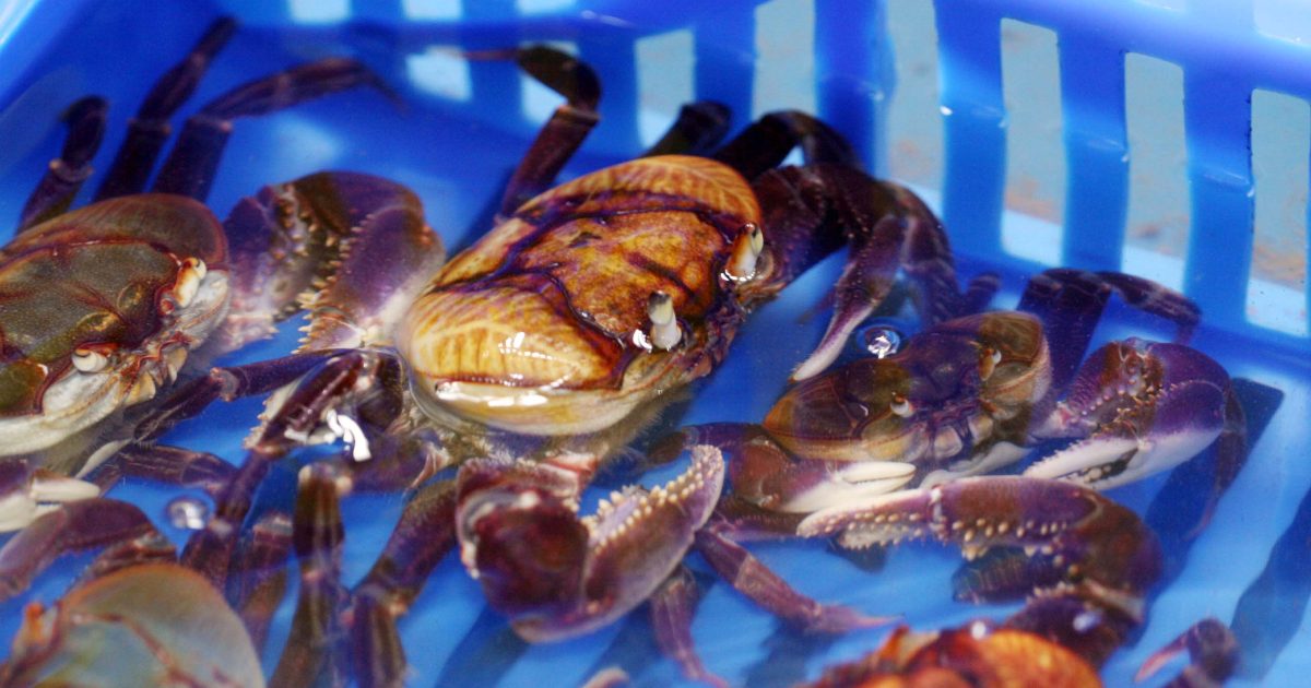 Mangues de Santo Amaro recebem um milhão de filhotes de caranguejos (Foto: Ascom Bahia Pesca)