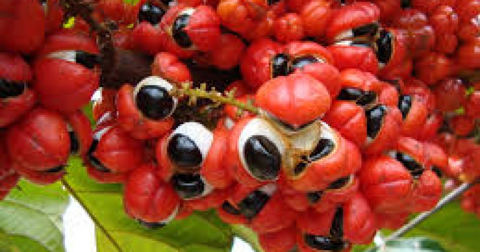 Guarana