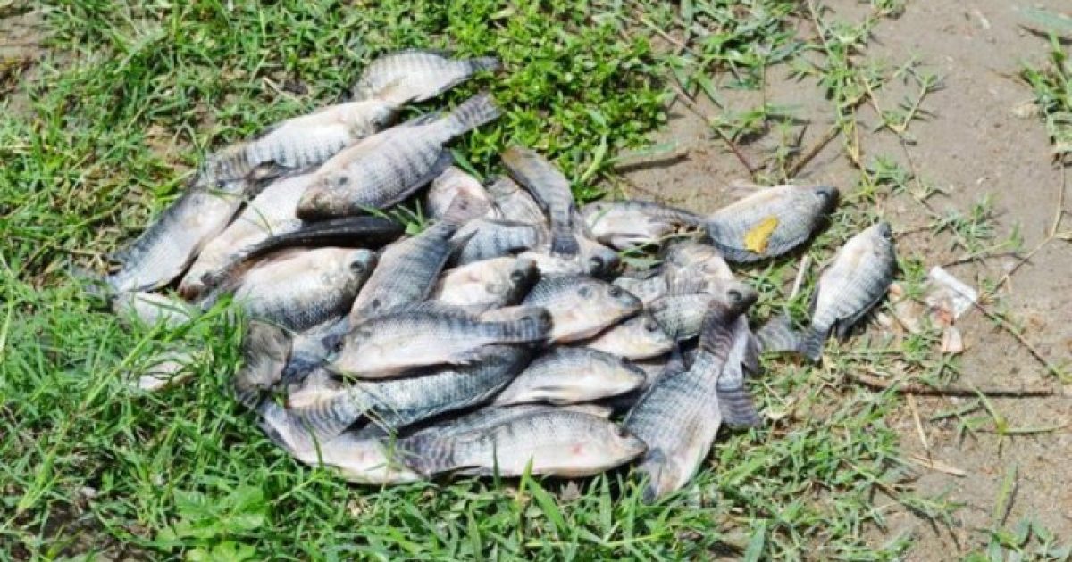 Pescados de maneira imprópria, peixes que oferecem risco à saúde estão sendo comercializados. Foto: Mário Sepúlveda/FE