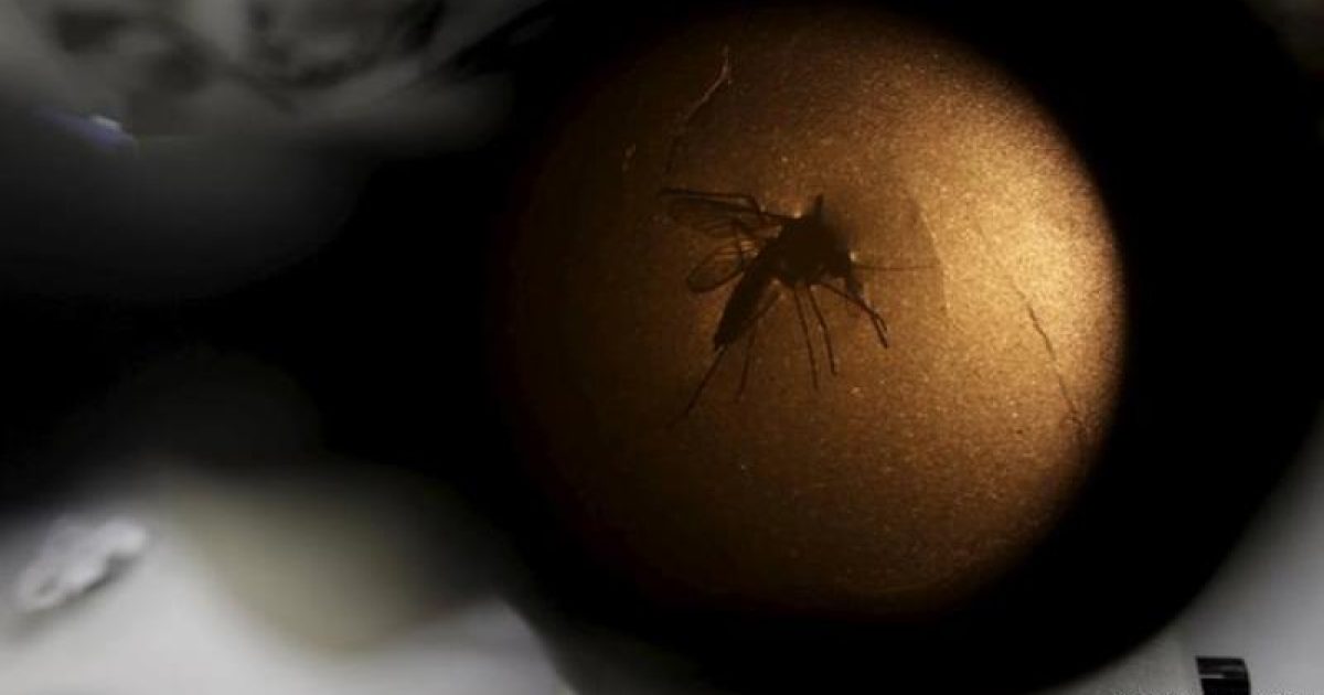 França confirma primeiro caso de transmissão sexual do zika. Foto: Reprodução/Deutsche Welle