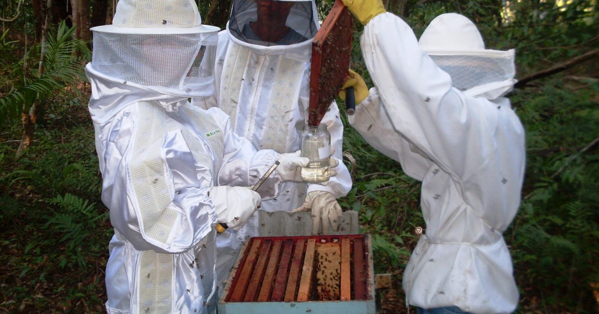 ADAB alerta apicultores sobre o Besouro das Colmeias (Foto: Ascom ADAB)