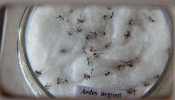 O comprimido, colocado em um recipiente com água, inviabiliza o criadouro do mosquito por um período de 60 dias. Foto: Arquivo/Agência Brasil