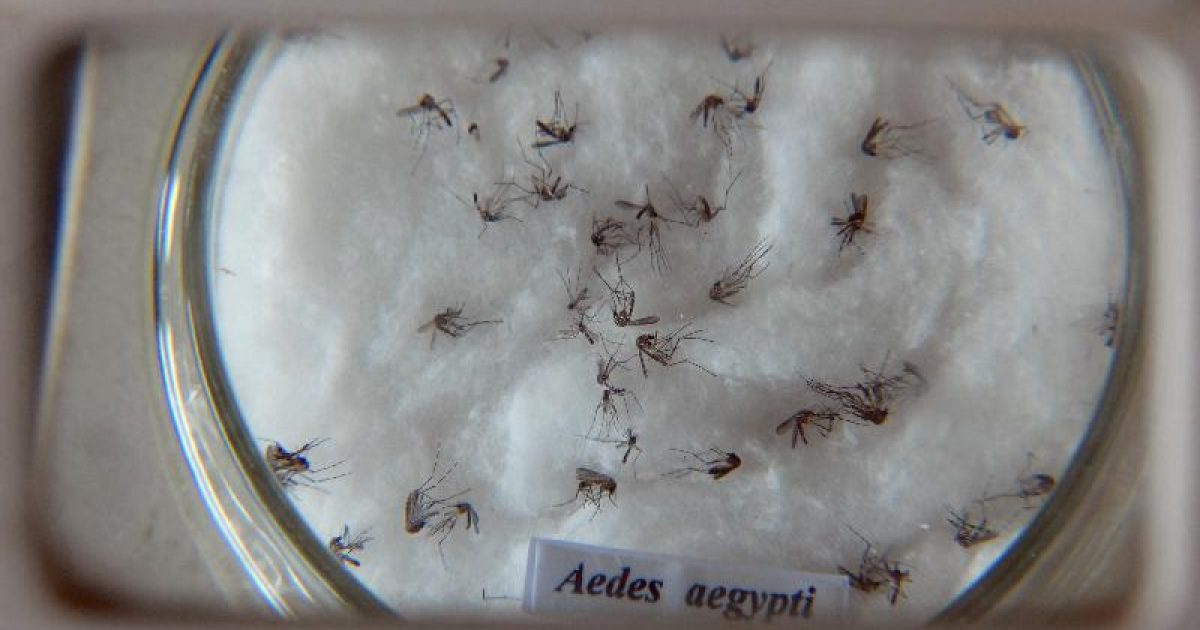 Aedes aegypti. (Foto: Agência Brasil)