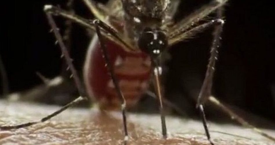 Aedes aegypti transmite zika, dengue e chikungunya | Josué Damacena / IOC Fiocruz