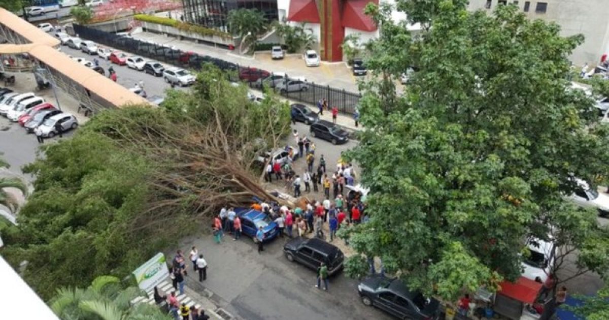 Idosa morre ao ser atingida por árvore que caiu sobre passarela. Foto: Victória Andressa via WhatsApp/Reprodução/Correio