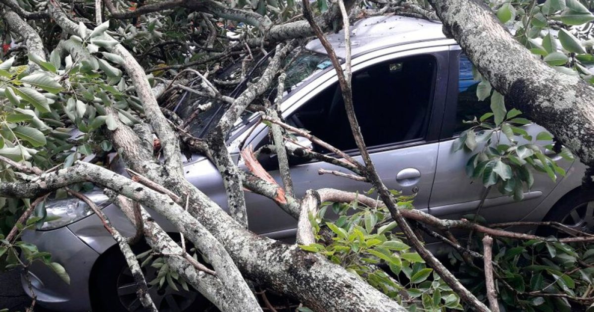 Veículo ficou coberto pelos galhos da árvore (Foto: Juliana Cavalcante/TV Bahia)
