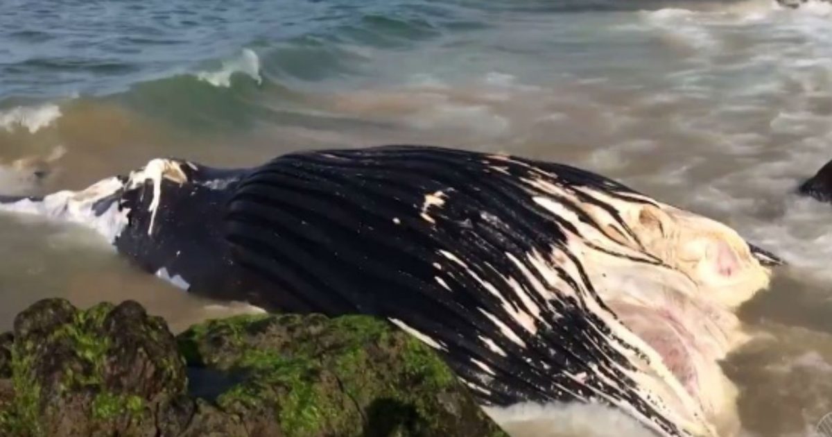 Baleia era uma fêmea adulta, e pesava mais de 20 toneladas (Foto: Reprodução/TV Bahia)