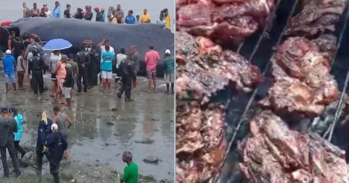 Baleia que morreu tinha 39 toneladas e moradores da região pegaram carne para fazer churrasco — Foto: Arte/ G1