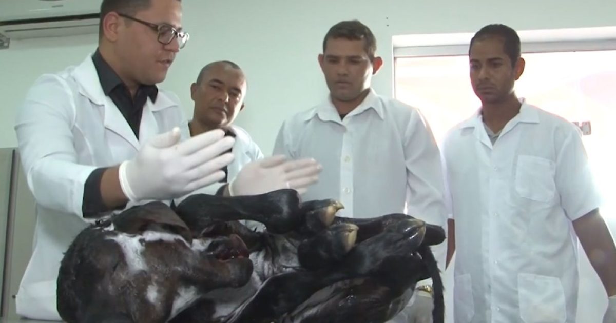 Bezerro nasce com duas cabeças e veterinários estudam caso raro — Foto: Reprodução/TV Bahia
