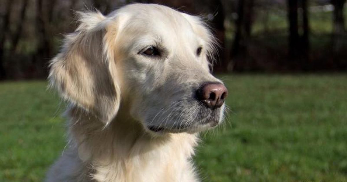 Pesquisadores suspeitam que cães reajam a uma combinação de moléculas ligadas ao câncer (Foto: Reprodução/Deutsche Welle)